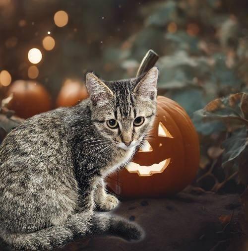 Laurie, Adoptable, Young Female Domestic Short Hair.