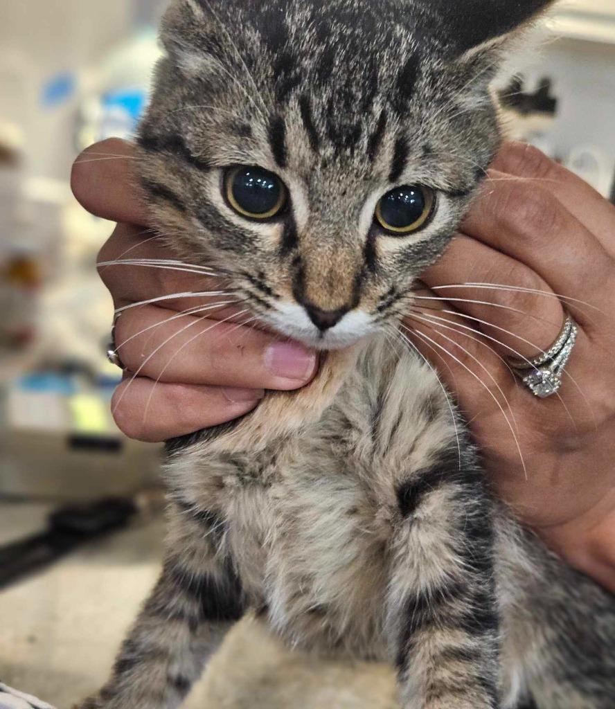 Laurie, Adoptable, Young Female Domestic Short Hair.