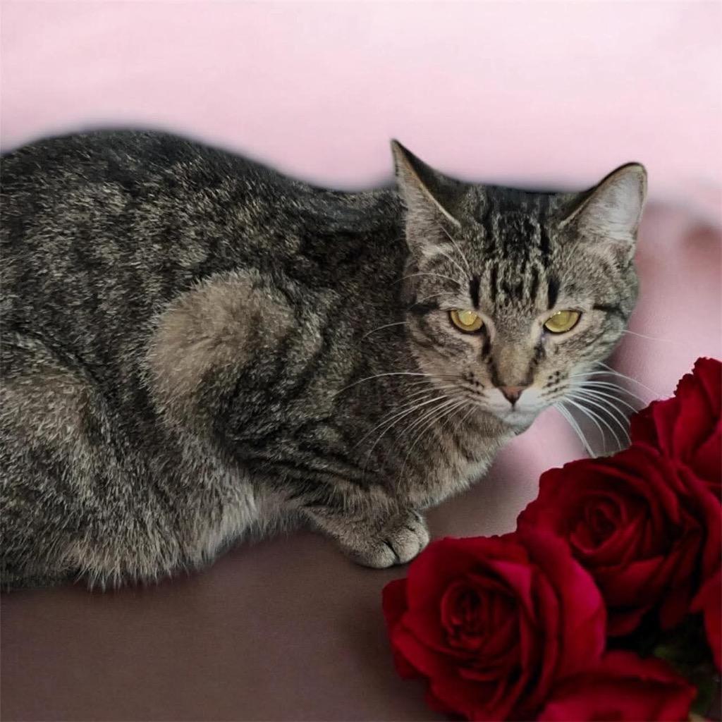 Laurie, Adoptable, Young Female Domestic Short Hair.