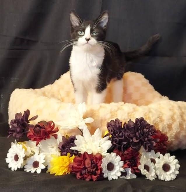 Daria, Adopted, Young Female Domestic Short Hair.