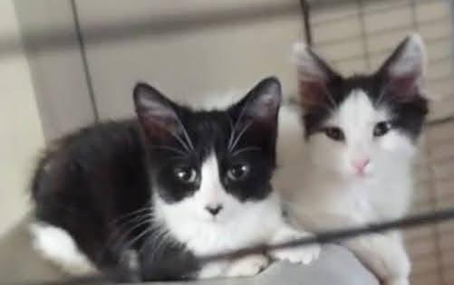 Enlarge Daria, a Adopted mixed breed in Salt Lake City, UT image 2/6