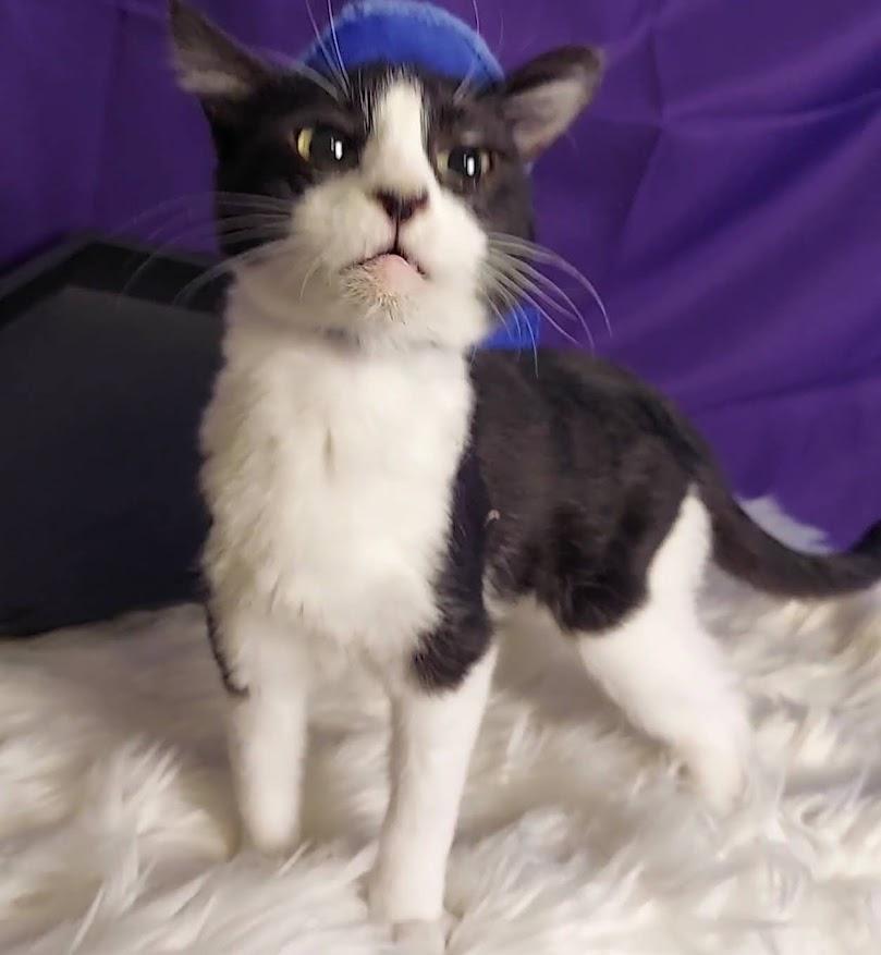 Enlarge Daria, a Adopted mixed breed in Salt Lake City, UT image 3/6