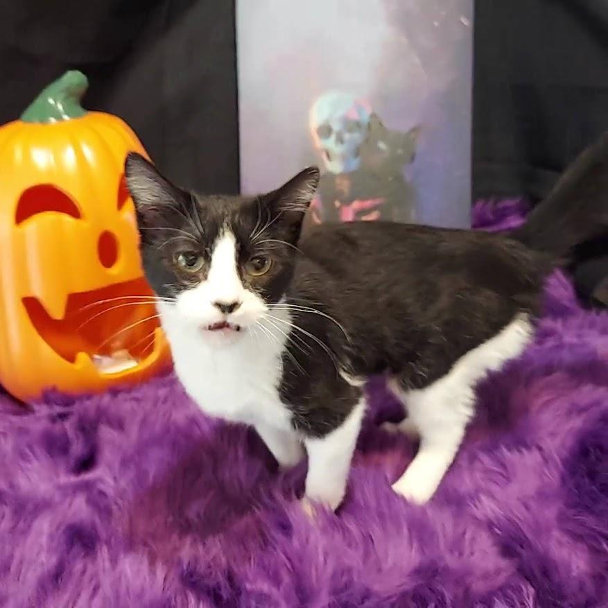 Enlarge Daria, a Adopted mixed breed in Salt Lake City, UT image 4/6