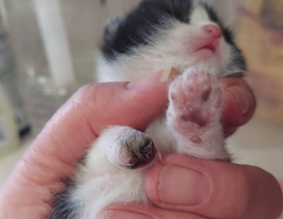 Enlarge Daria, a Adopted mixed breed in Salt Lake City, UT image 5/6