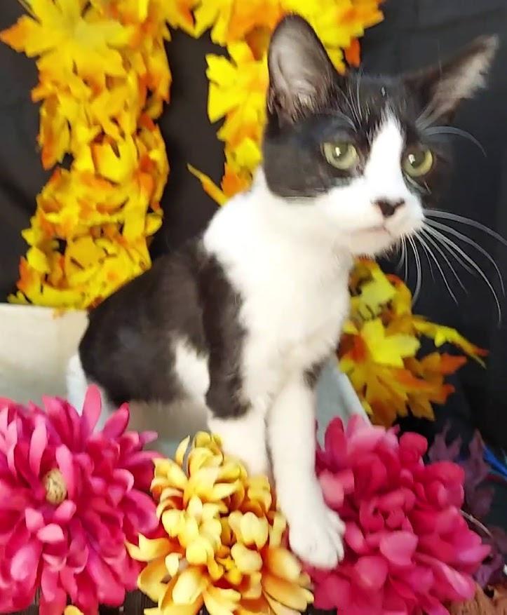 Daria, Adopted, Young Female Domestic Short Hair.