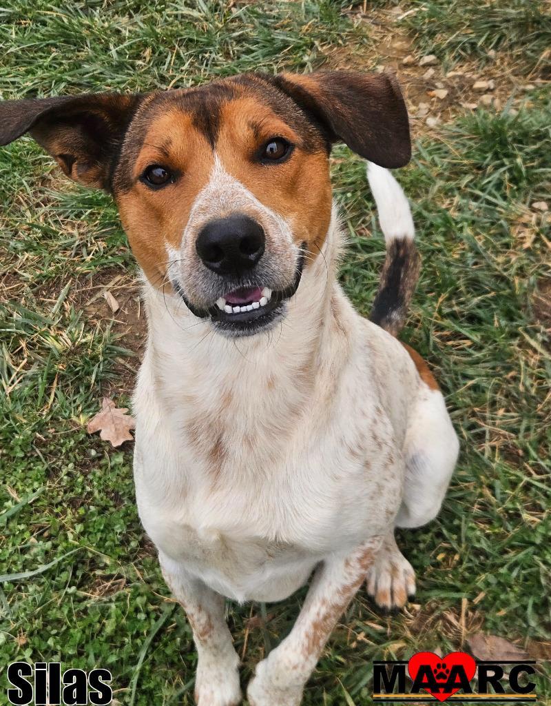 Enlarge Silas, a Adoptable mixed breed in Maryville, TN image 1/2