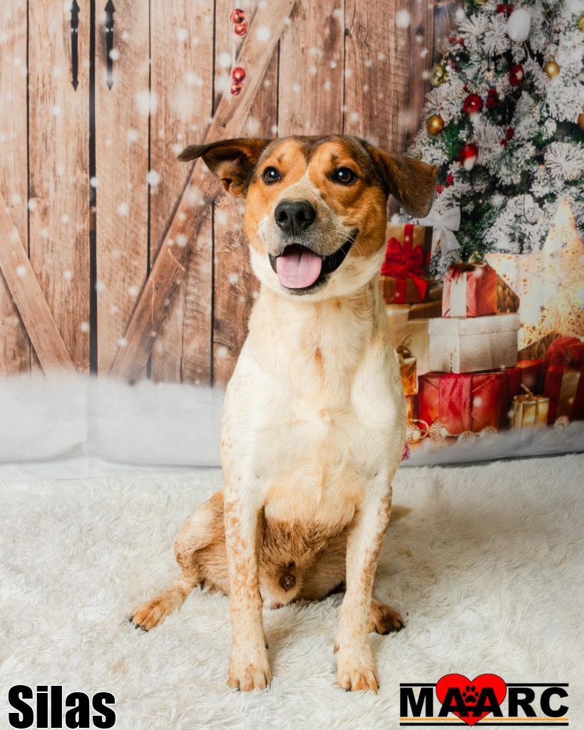 Enlarge Silas, a Adoptable mixed breed in Maryville, TN image 1/3