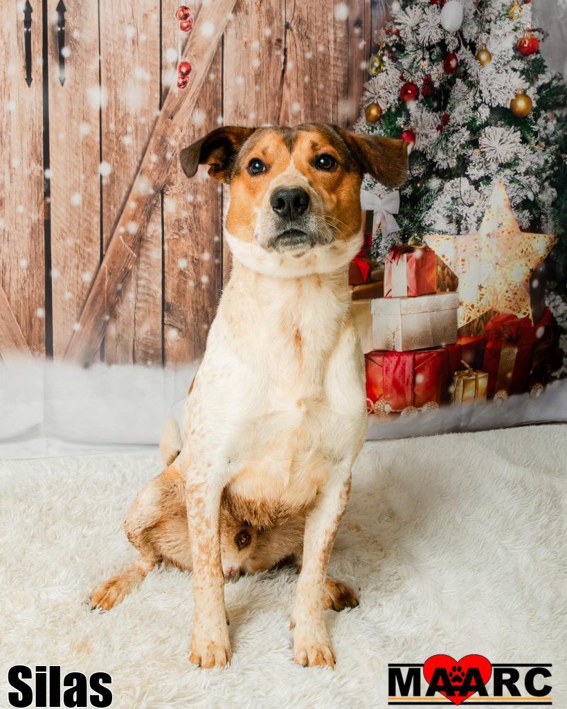 Enlarge Silas, a Adoptable mixed breed in Maryville, TN image 2/3