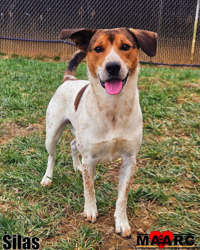 Enlarge Silas, a Adoptable mixed breed in Maryville, TN image 2/2
