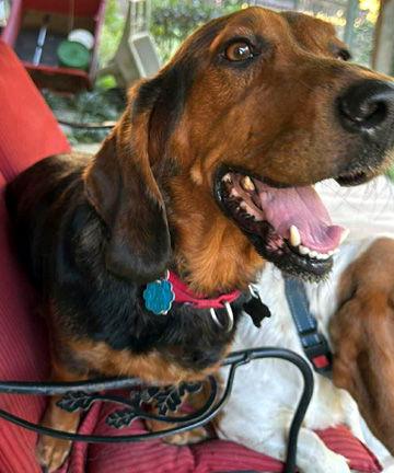 Enlarge BO, a Adoptable mixed breed in Mays Landing, NJ image 1/3
