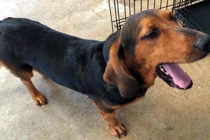 Enlarge BO, a Adoptable mixed breed in Mays Landing, NJ image 2/3