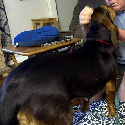 Enlarge BO, a Adoptable mixed breed in Mays Landing, NJ image 3/3