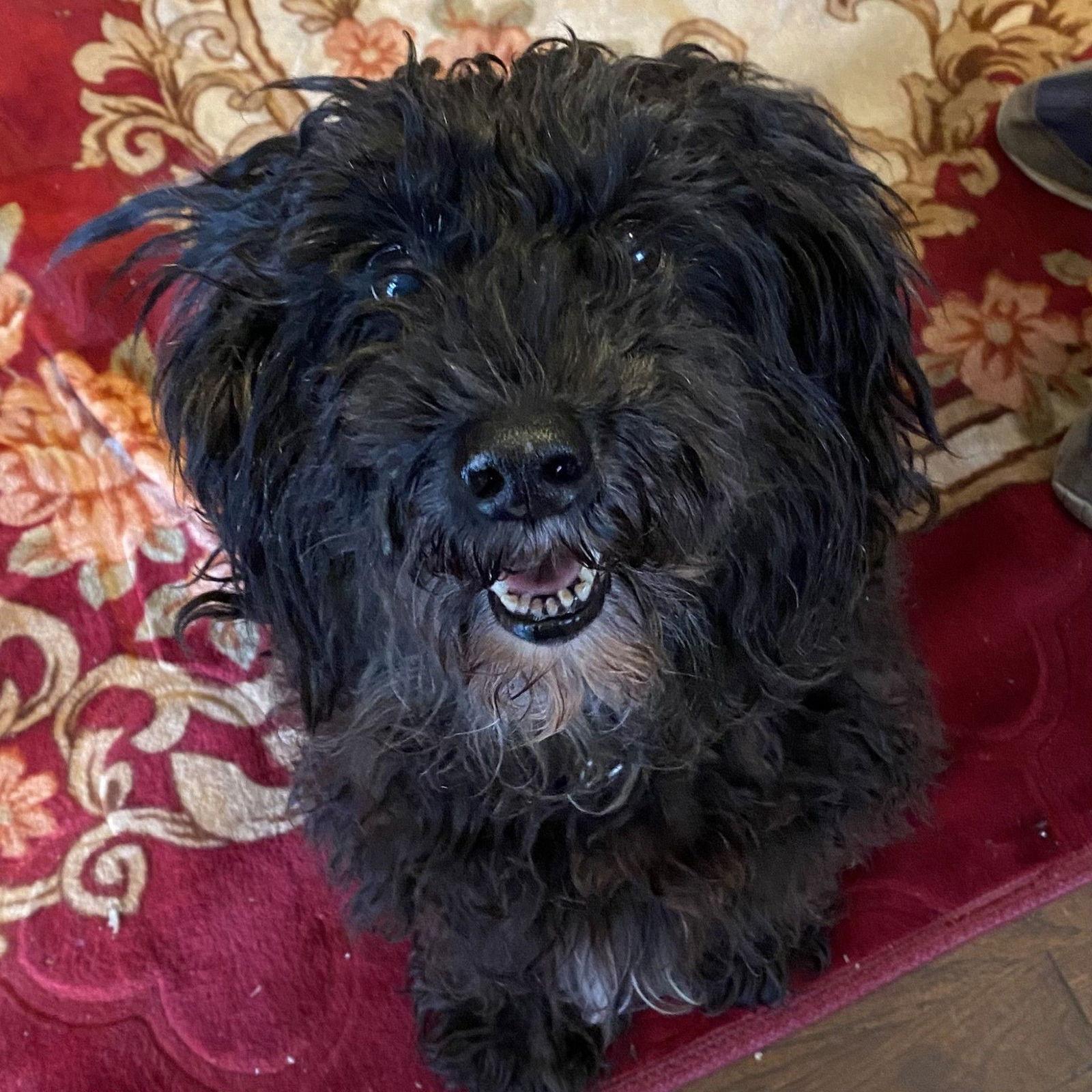 ZCL-D-Big Man, Adoptable, Senior Male Schnauzer.