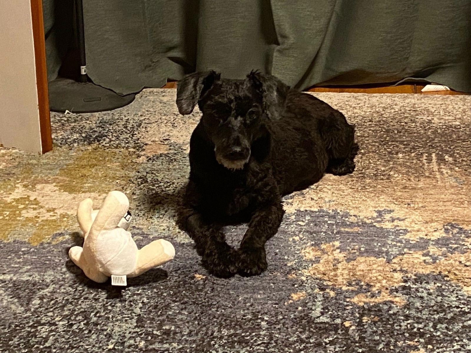 Enlarge ZCL-D-Big Man, a Adoptable Schnauzer in Horn Lake, MS image 2/2