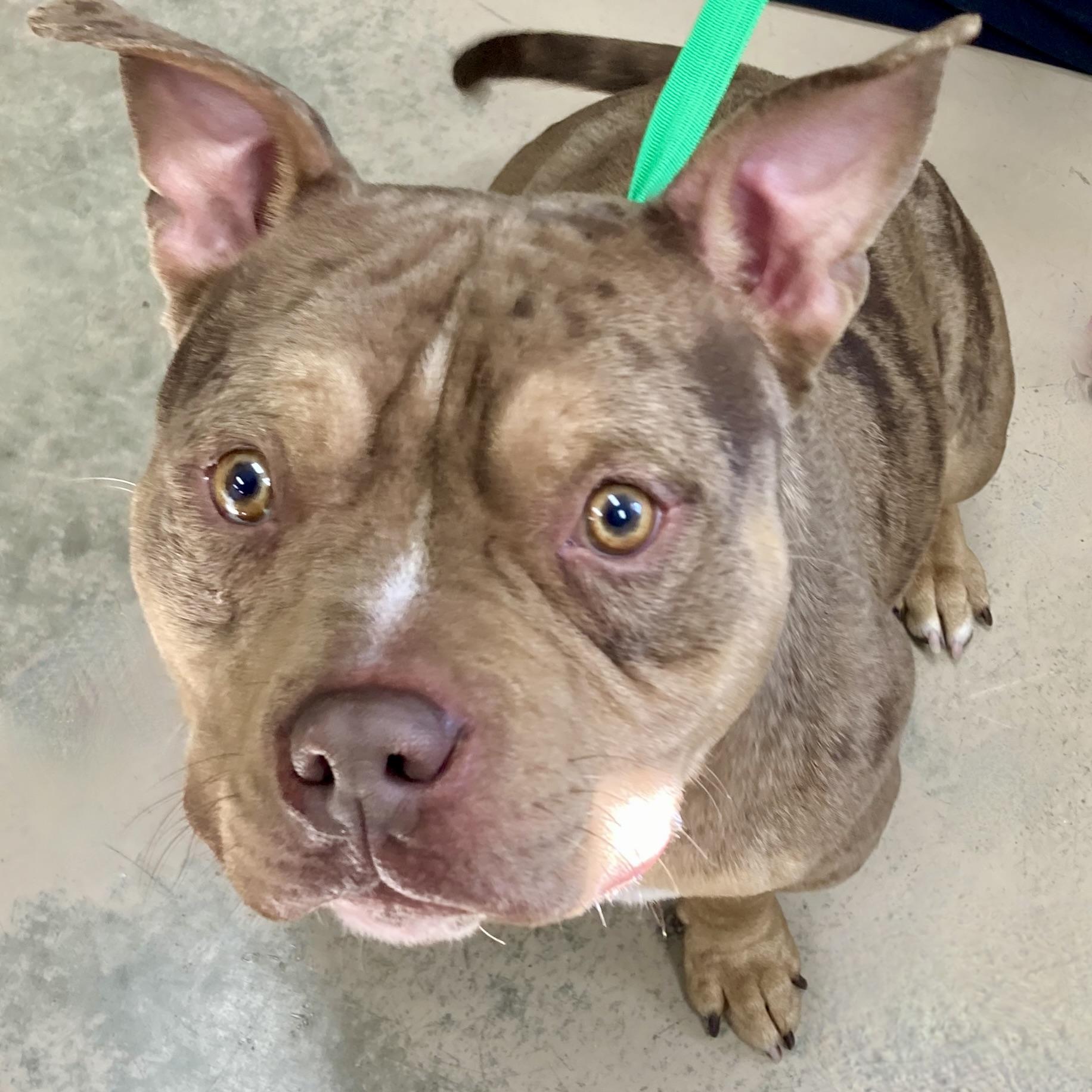 CHIP, ADOPTABLE, Adult Male American Bully & Australian Shepherd.