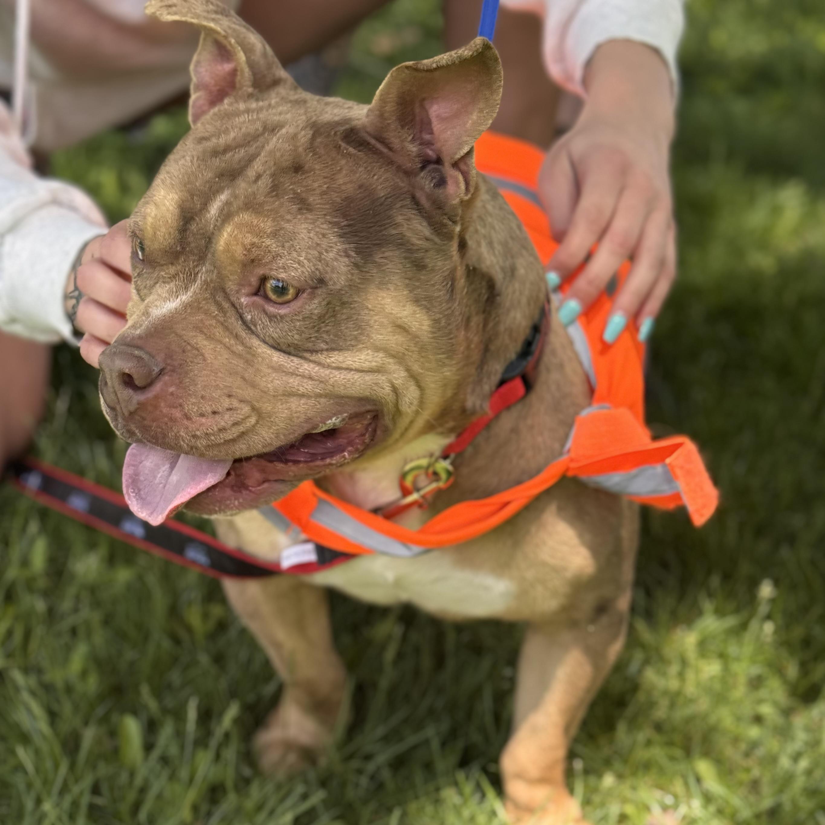 CHIP, a ADOPTABLE mixed breed in Wilmington, OH image 3/5