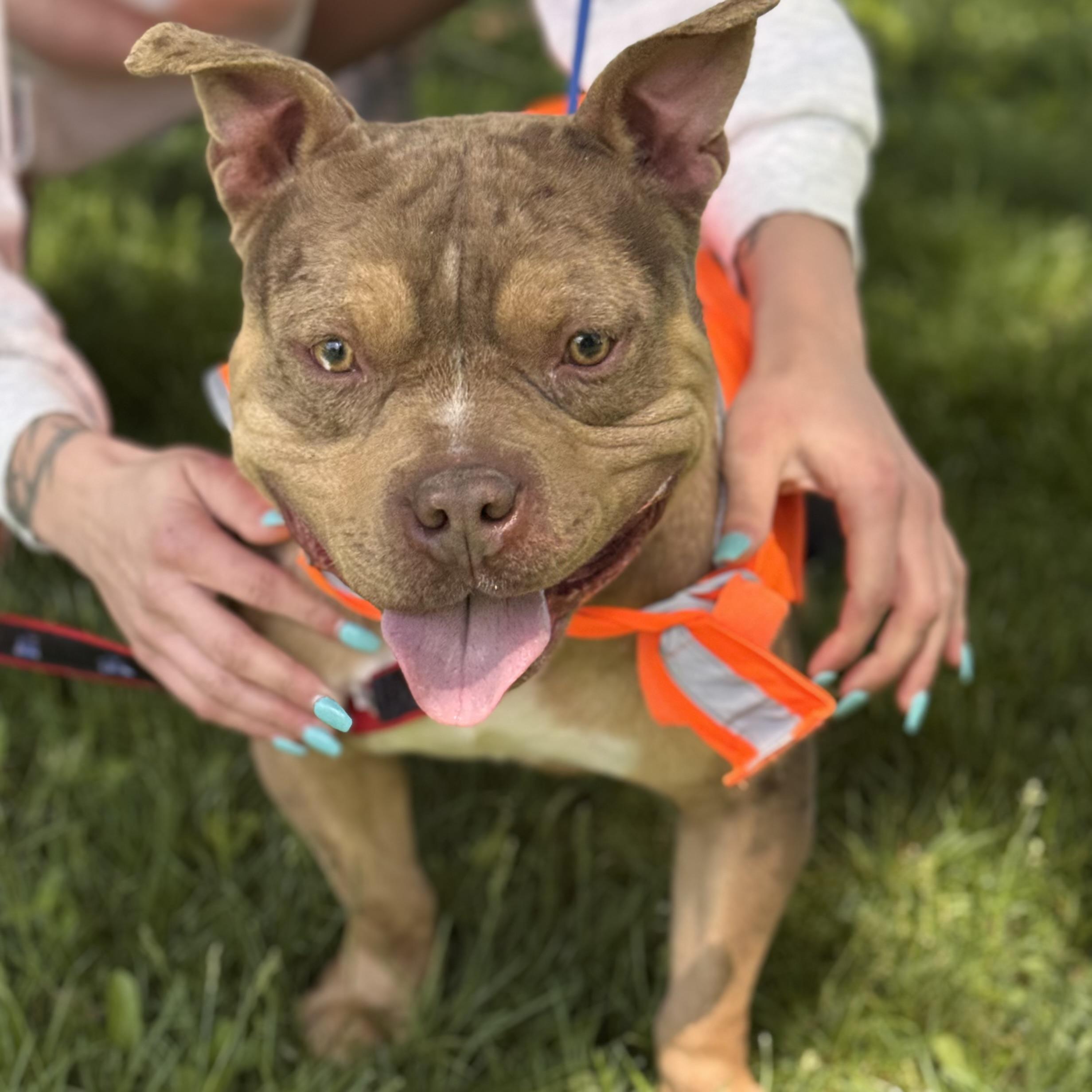 CHIP, a ADOPTABLE mixed breed in Wilmington, OH image 2/5