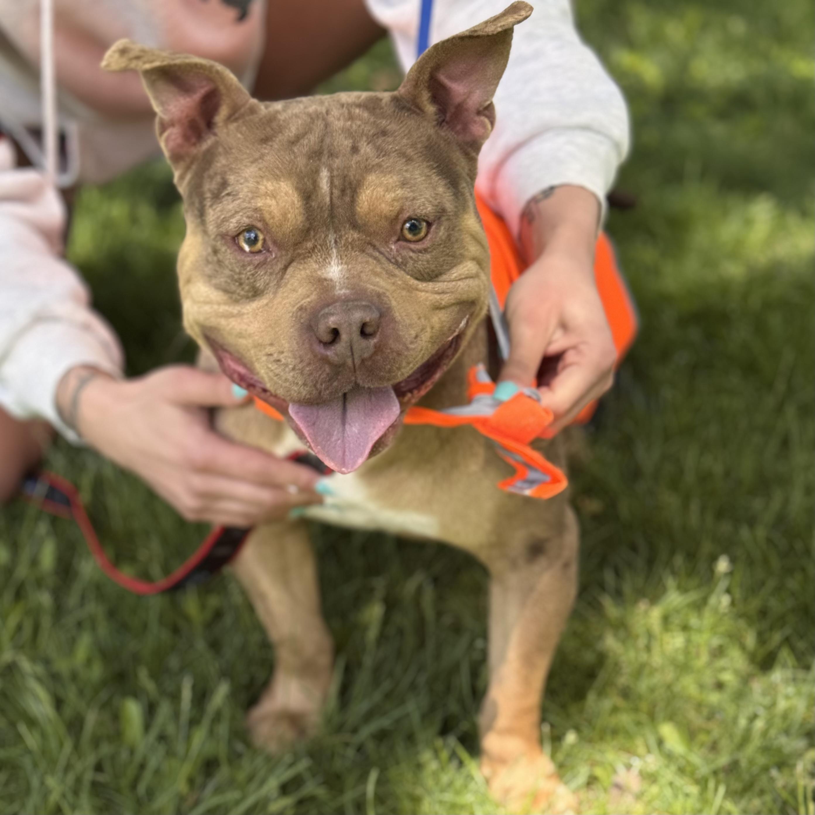 CHIP, ADOPTABLE, Adult Male American Staffordshire Terrier & Pit Bull Terrier.