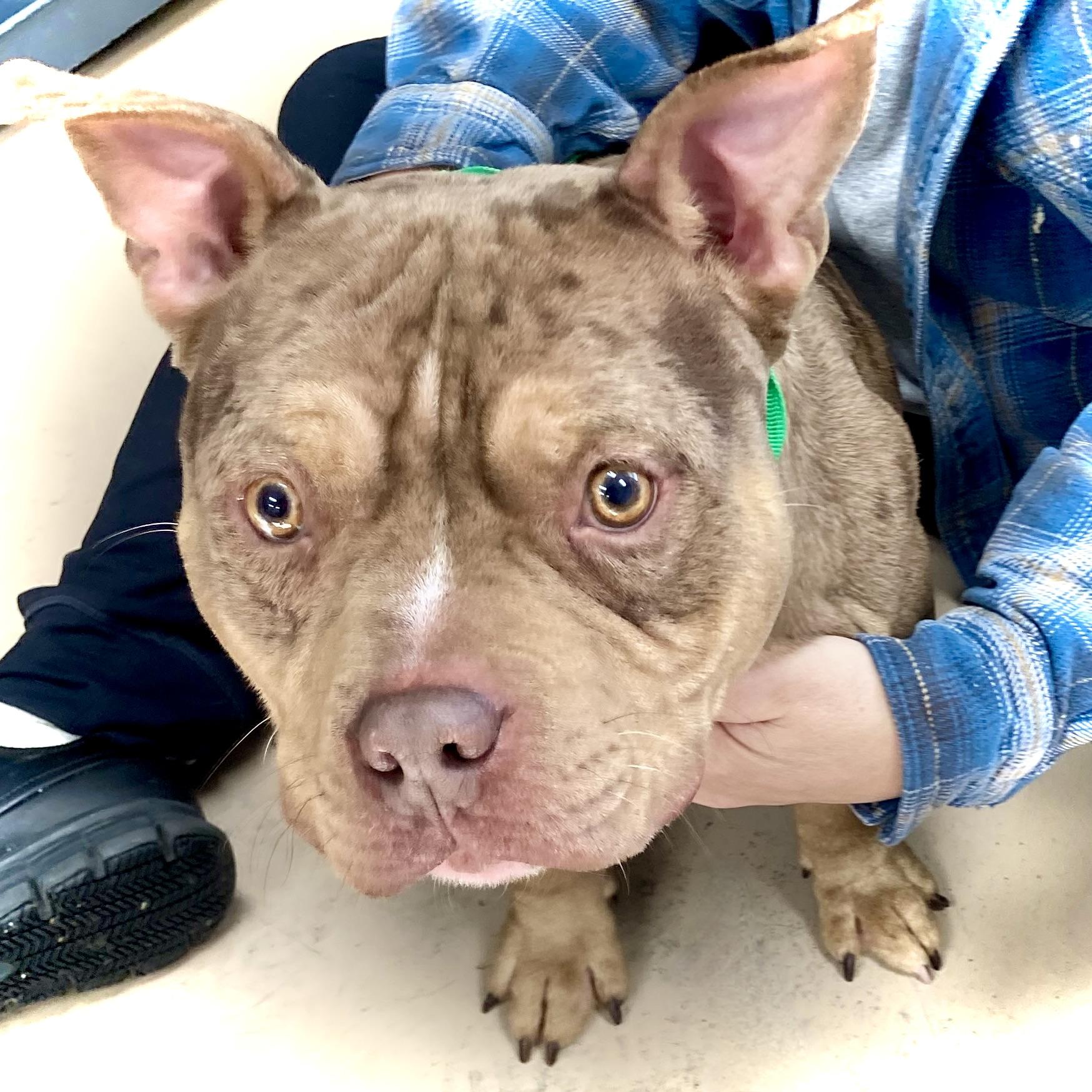 Enlarge CHIP, a ADOPTABLE mixed breed in Wilmington, OH image 2/3