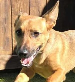 Xena, ADOPTABLE, Young Female German Shepherd Dog.