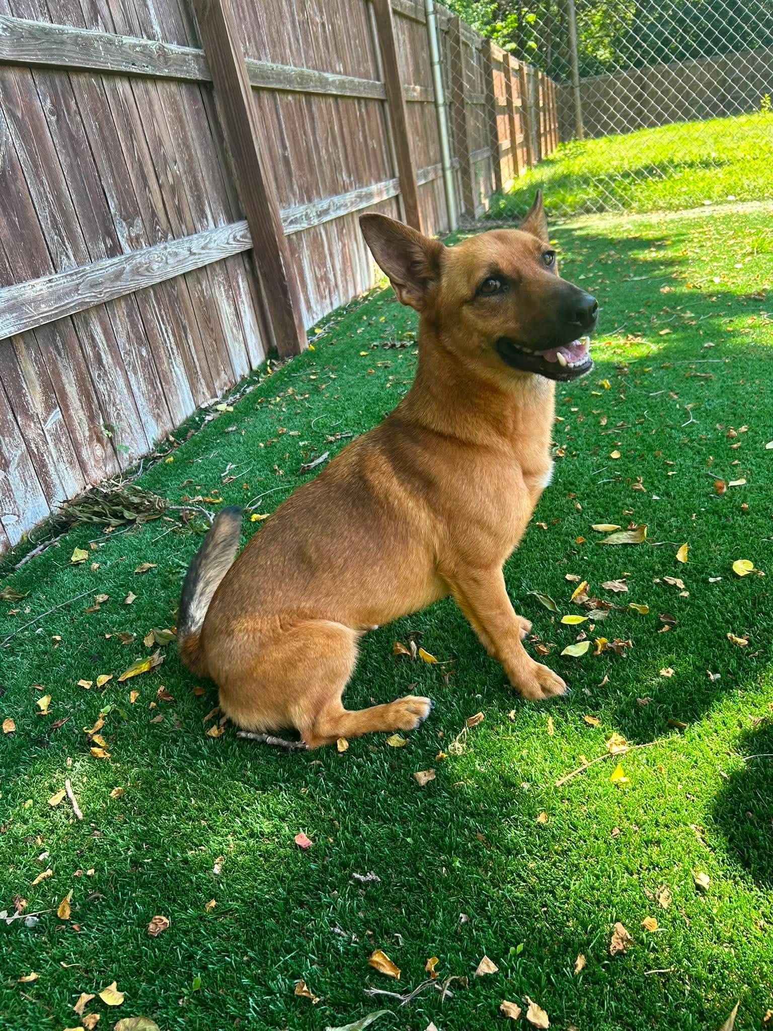 Enlarge Xena, a ADOPTABLE mixed breed in Radcliff, KY image 2/3