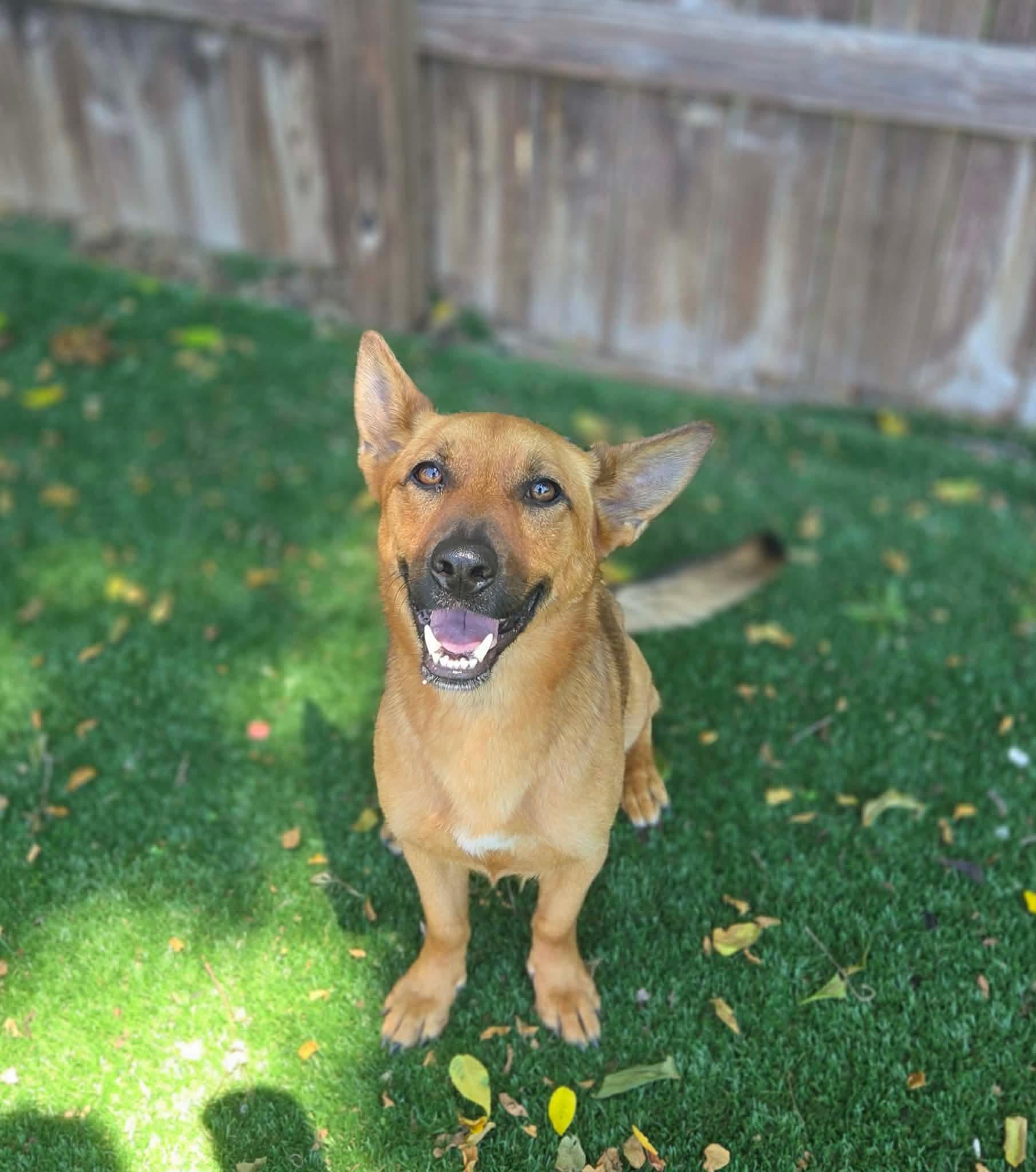 Enlarge Xena, a ADOPTABLE mixed breed in Radcliff, KY image 3/3