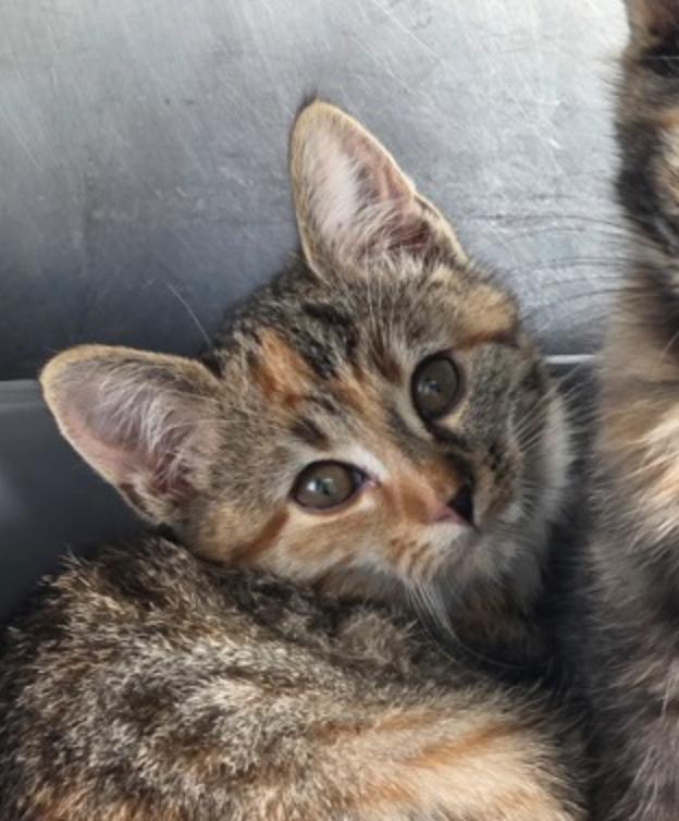 Olivia Newton John, ADOPTABLE, Young Female Domestic Short Hair.