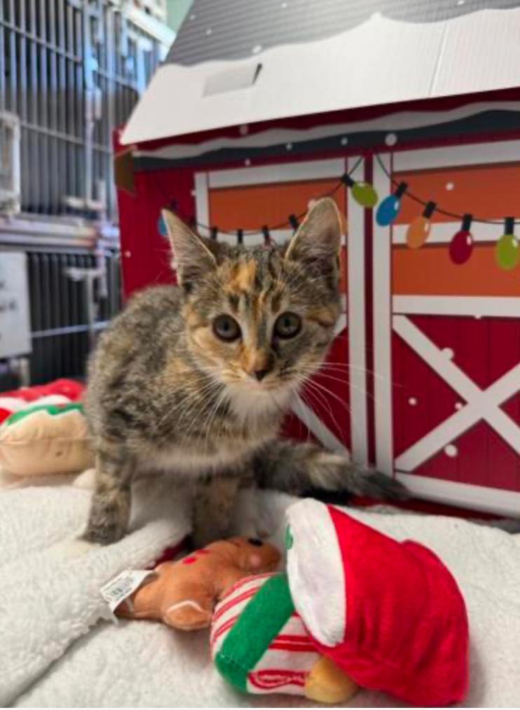 Enlarge Olivia Newton John, a ADOPTABLE mixed breed in Marshall, NC image 2/3