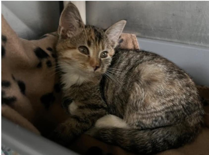 Enlarge Olivia Newton John, a ADOPTABLE mixed breed in Marshall, NC image 3/3