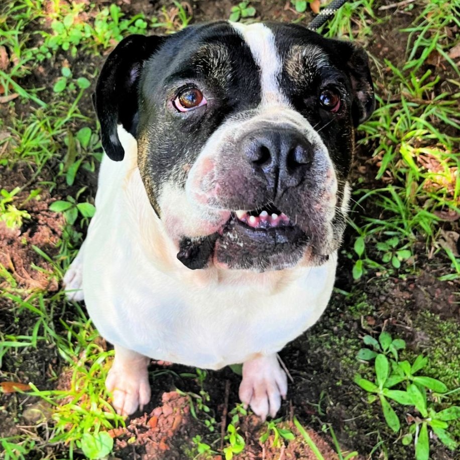 Pal, an adoptable American Bulldog, English Bulldog in Norwood, GA, 30821 | Photo Image 5