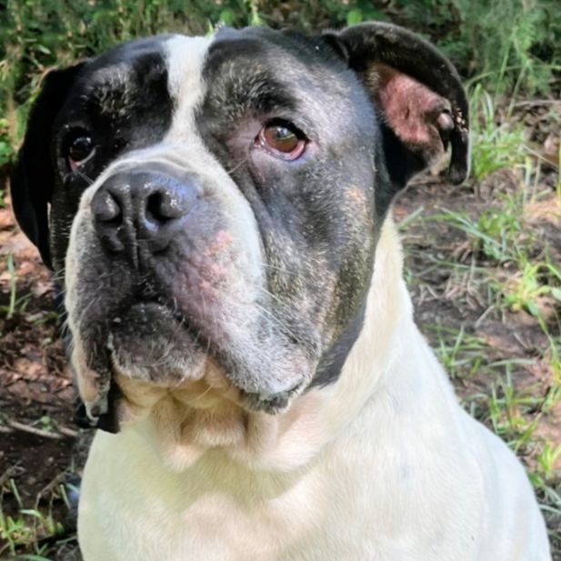 Pal, Adoptable, Adult Male American Bulldog & English Bulldog.