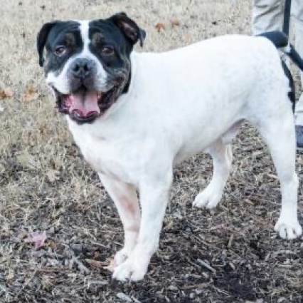 Enlarge Pal, a Adoptable mixed breed in Norwood, GA image 7/9
