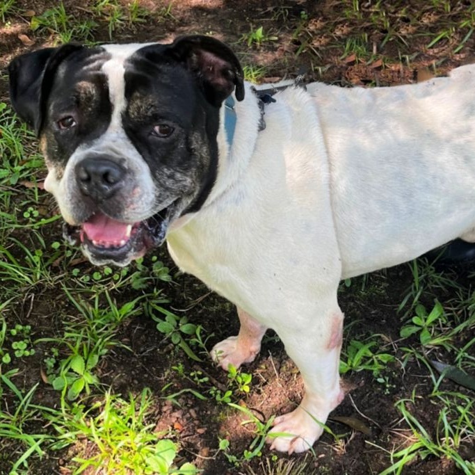 Pal, a Adoptable mixed breed in Norwood, GA image 2/9