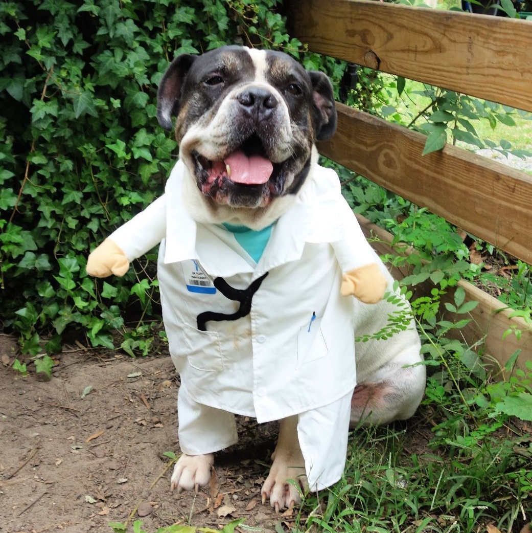 Enlarge Pal, a Adoptable mixed breed in Norwood, GA image 8/9