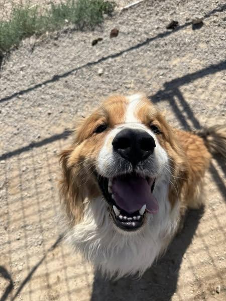 Mako, an adoptable Great Pyrenees, Anatolian Shepherd in Prineville, OR, 97754 | Photo Image 1