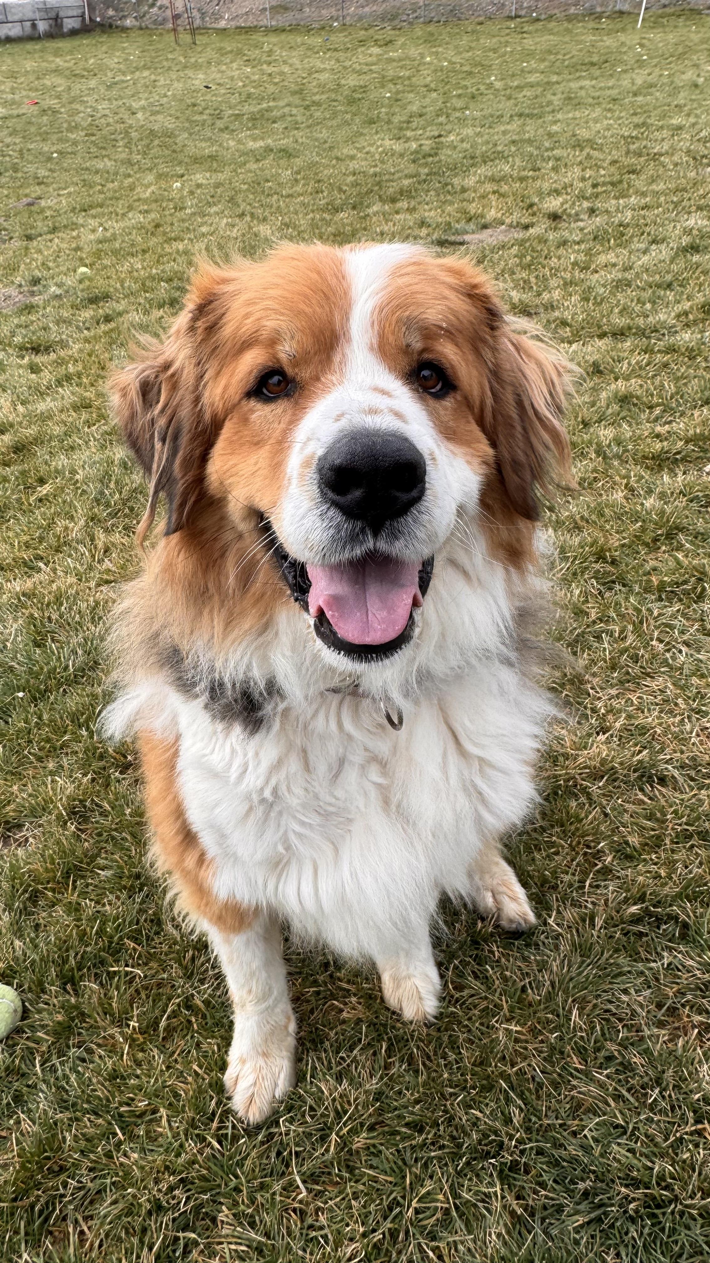 Mako, a Adoptable mixed breed in Prineville, OR image 1/6