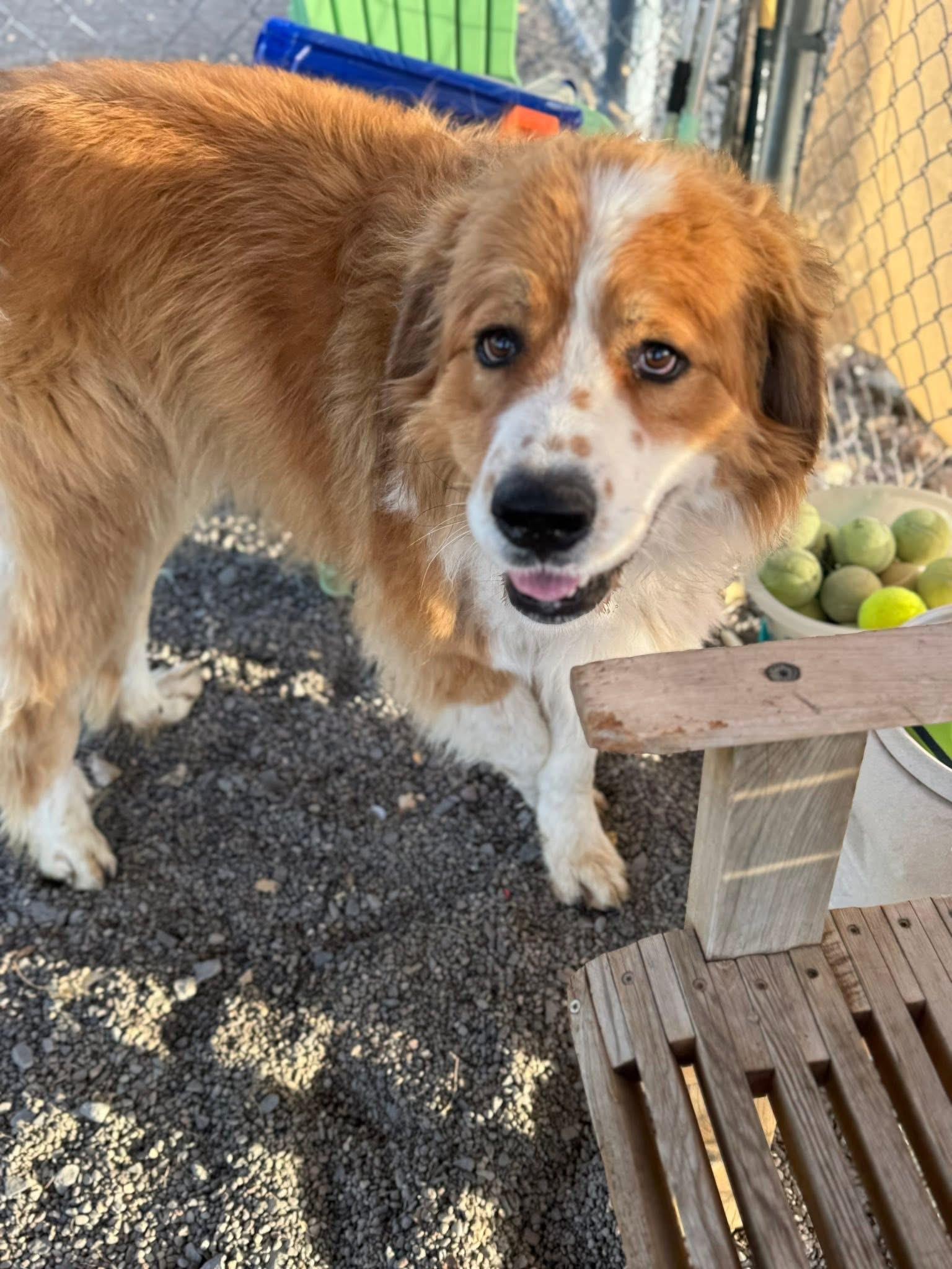 Mako, an adoptable Great Pyrenees, Anatolian Shepherd in Prineville, OR, 97754 | Photo Image 5