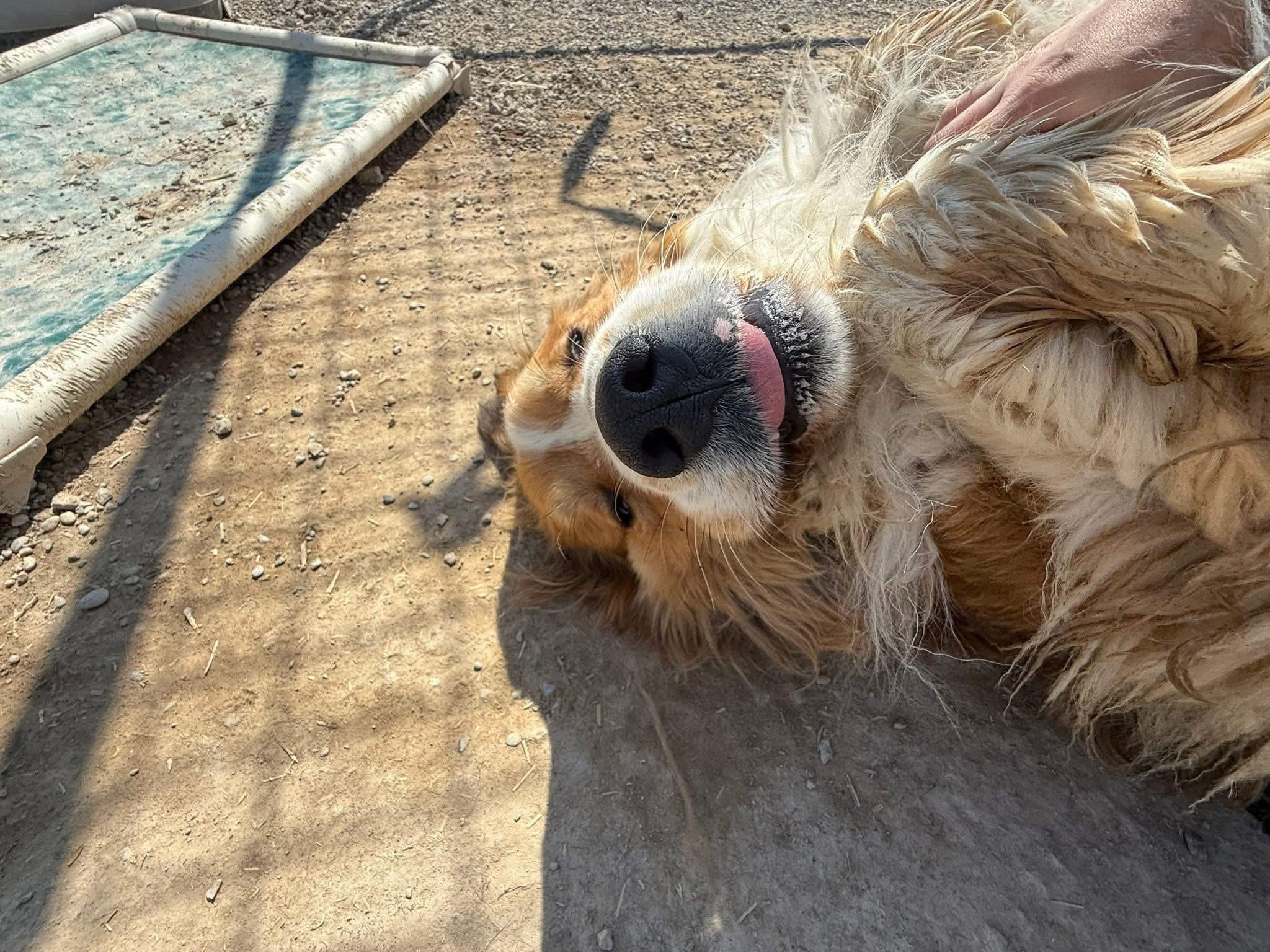 Mako