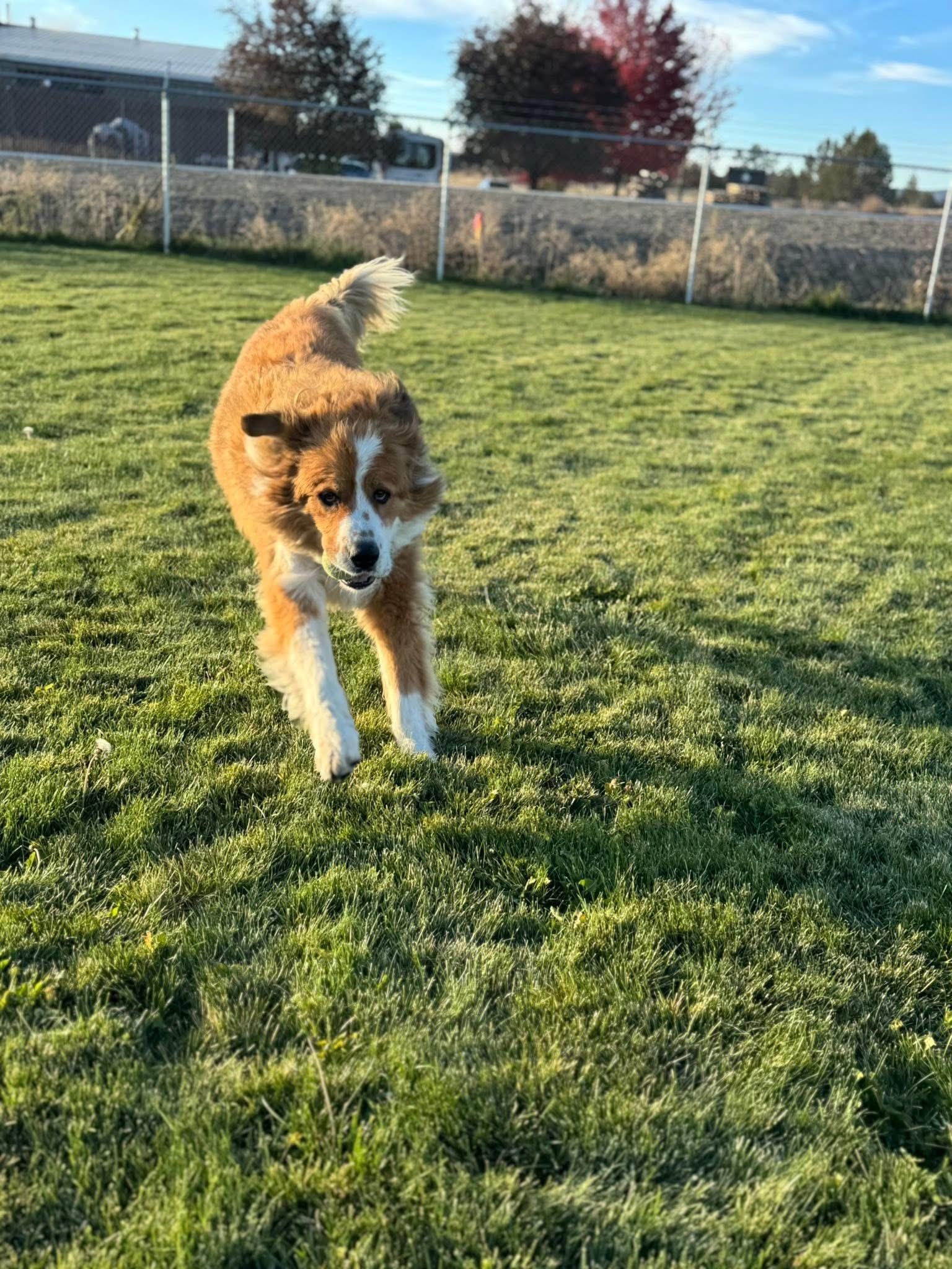 Mako, an adoptable Great Pyrenees, Anatolian Shepherd in Prineville, OR, 97754 | Photo Image 6