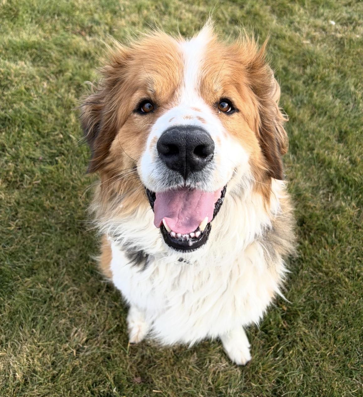 Mako, Adoptable, Adult Male Great Pyrenees & Anatolian Shepherd.