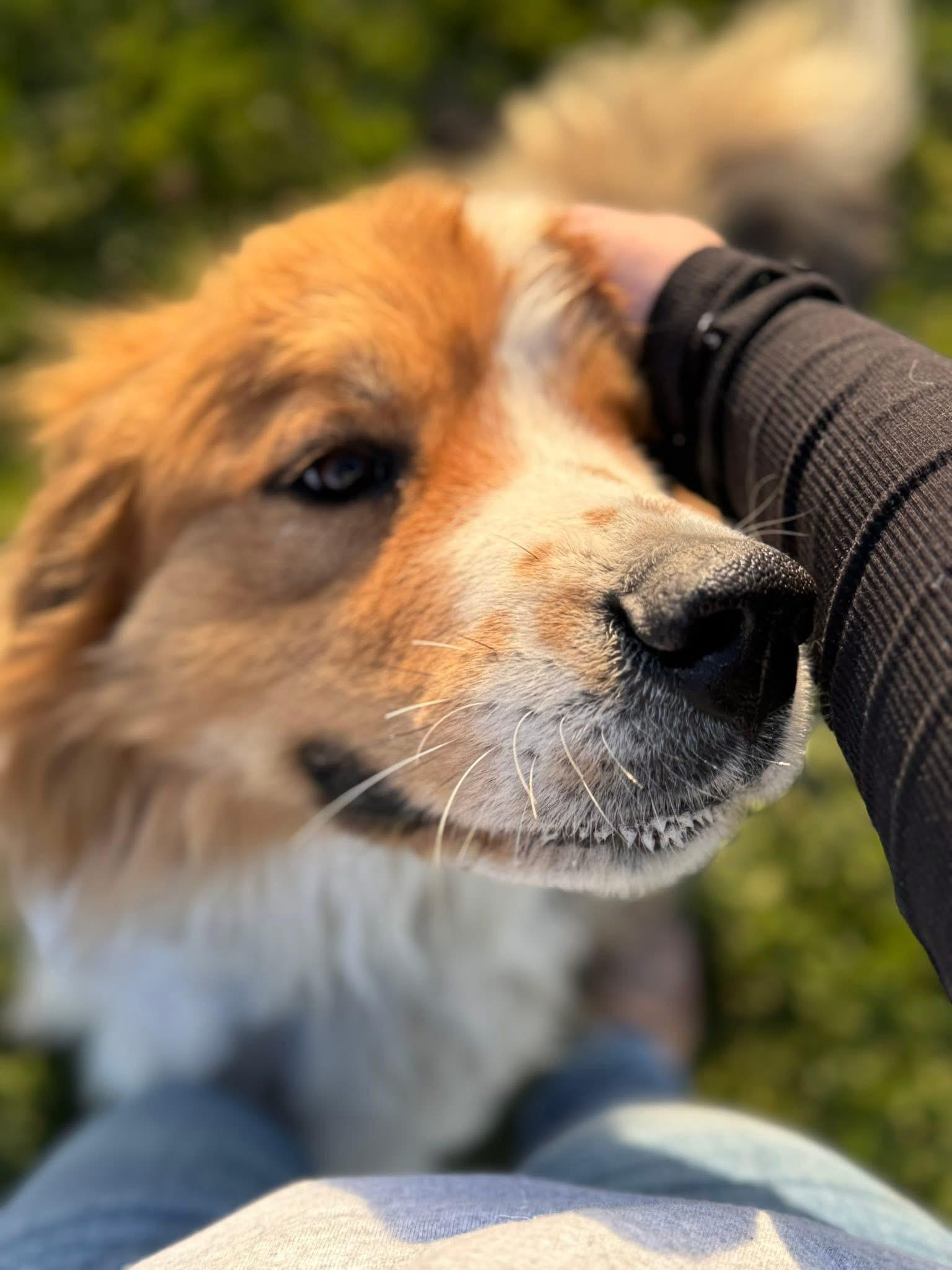 Mako, a Adoptable mixed breed in Prineville, OR image 3/6