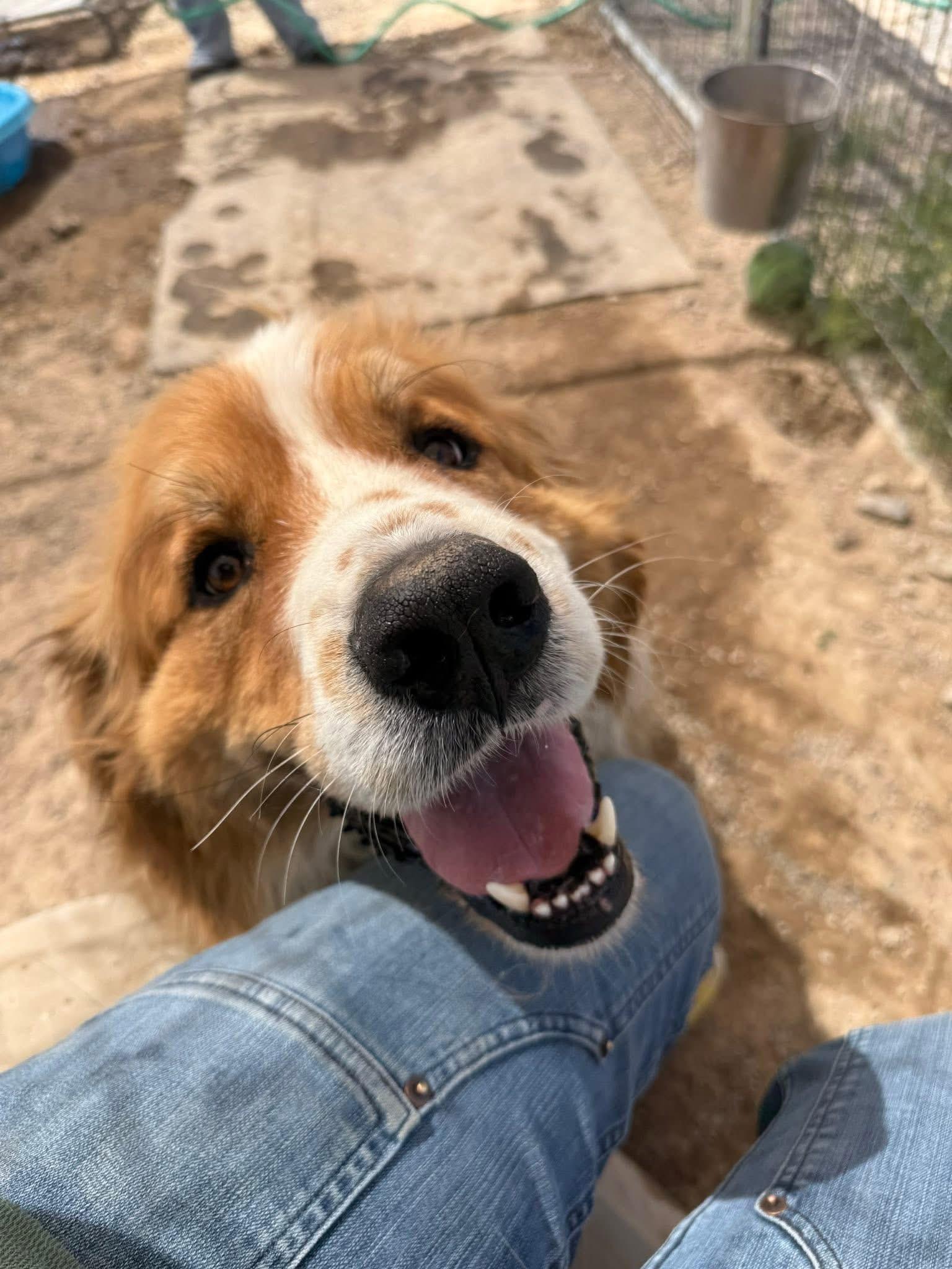 Mako, an adoptable Great Pyrenees, Anatolian Shepherd in Prineville, OR, 97754 | Photo Image 3