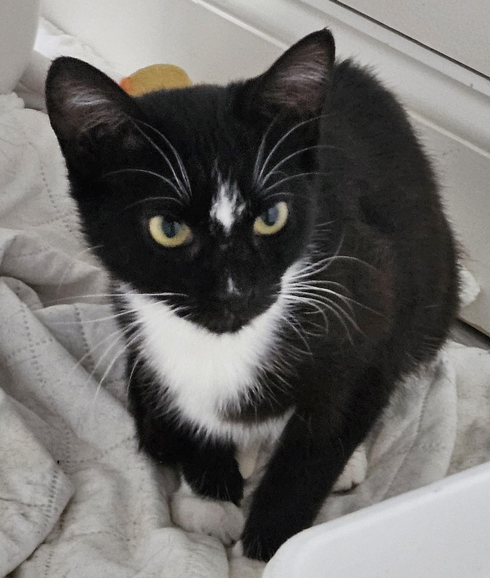 Marjorie (Margie), a Adoptable Domestic Short Hair in Crompond, NY image 5/5