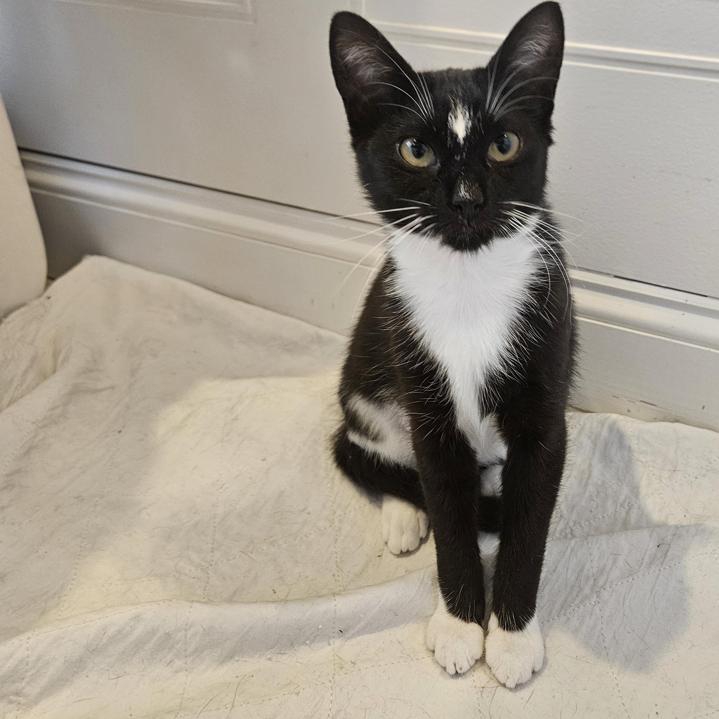 Marjorie (Margie), a Adoptable Domestic Short Hair in Crompond, NY image 3/5