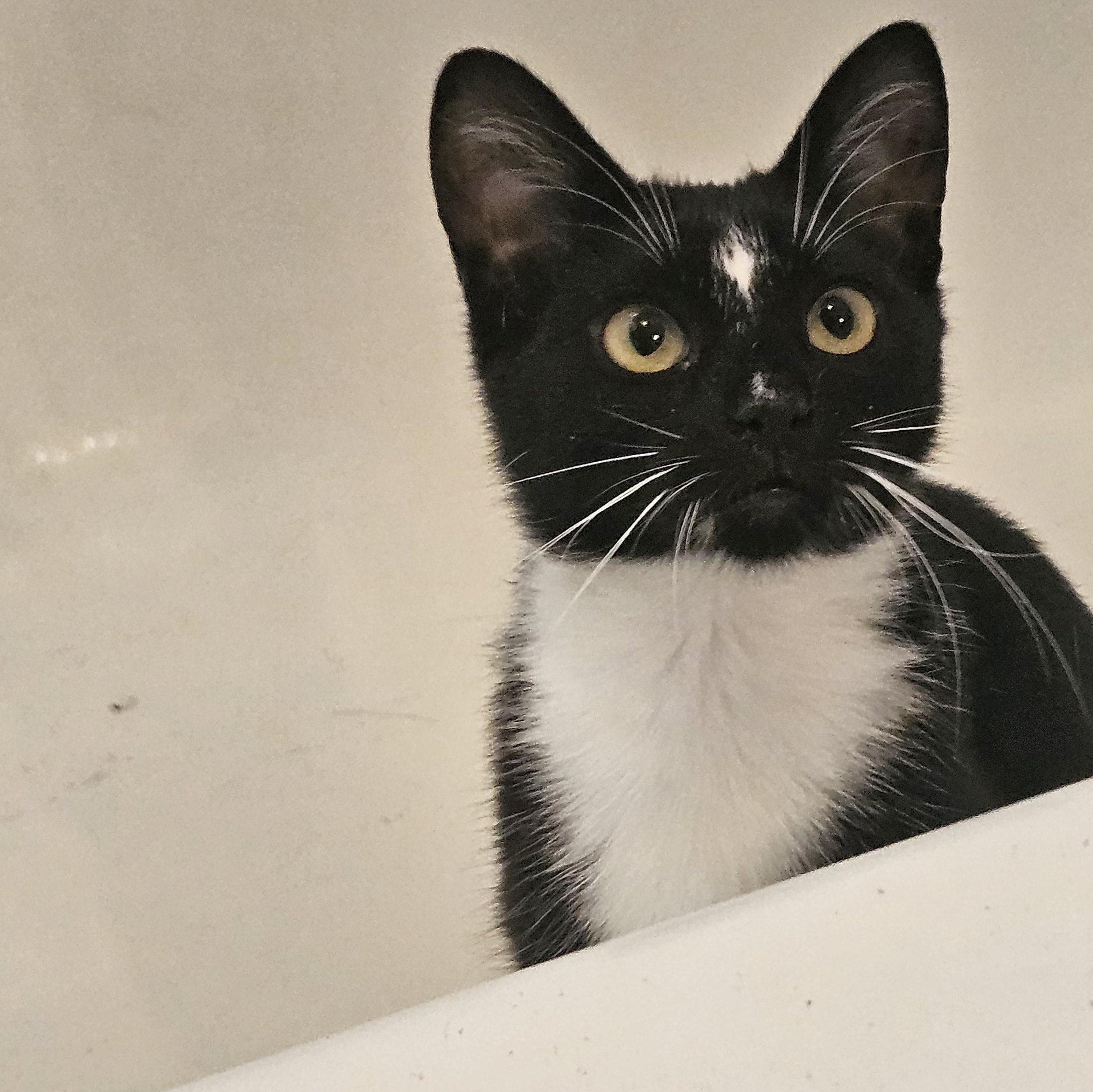Marjorie (Margie), Adoptable, Kitten Female Domestic Short Hair.
