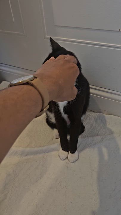 Enlarge Marjorie (Margie), a Adoptable Domestic Short Hair in Crompond, NY video 4/5