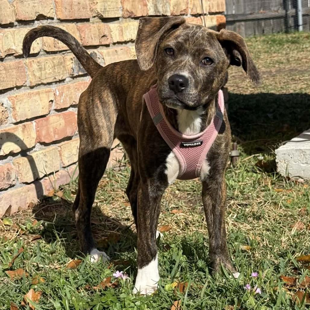 Serena — thumbnail 2