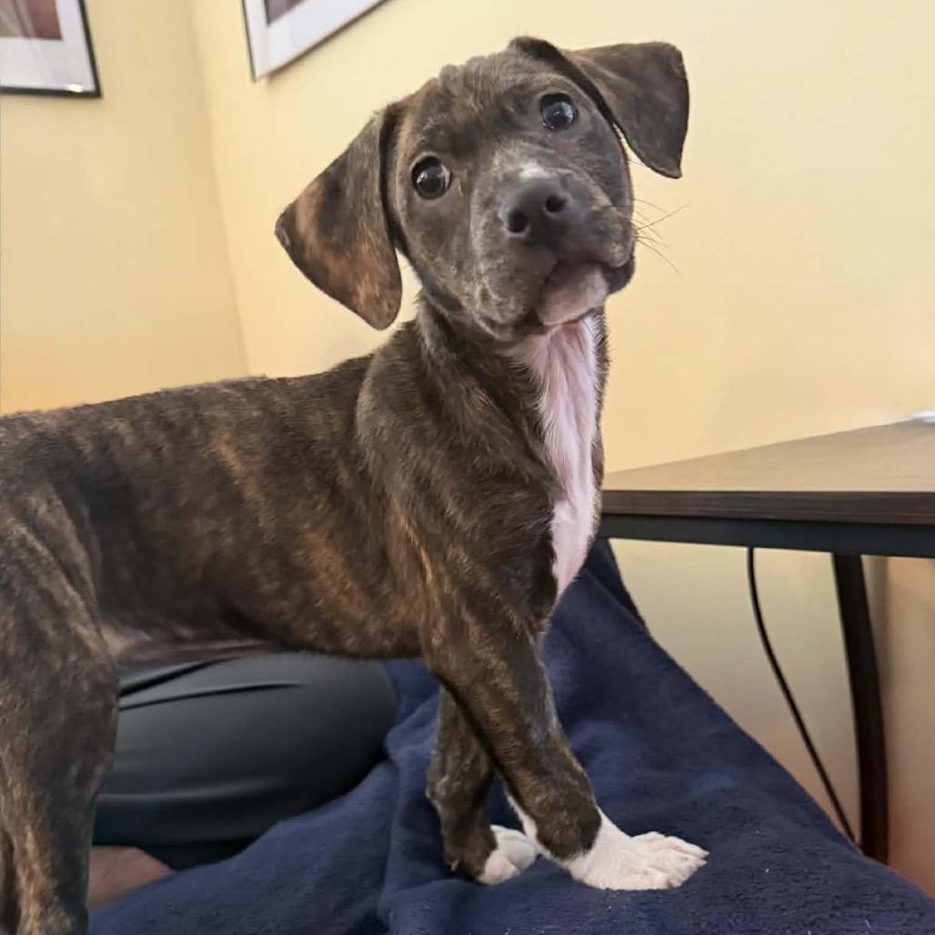 Serena — thumbnail 6