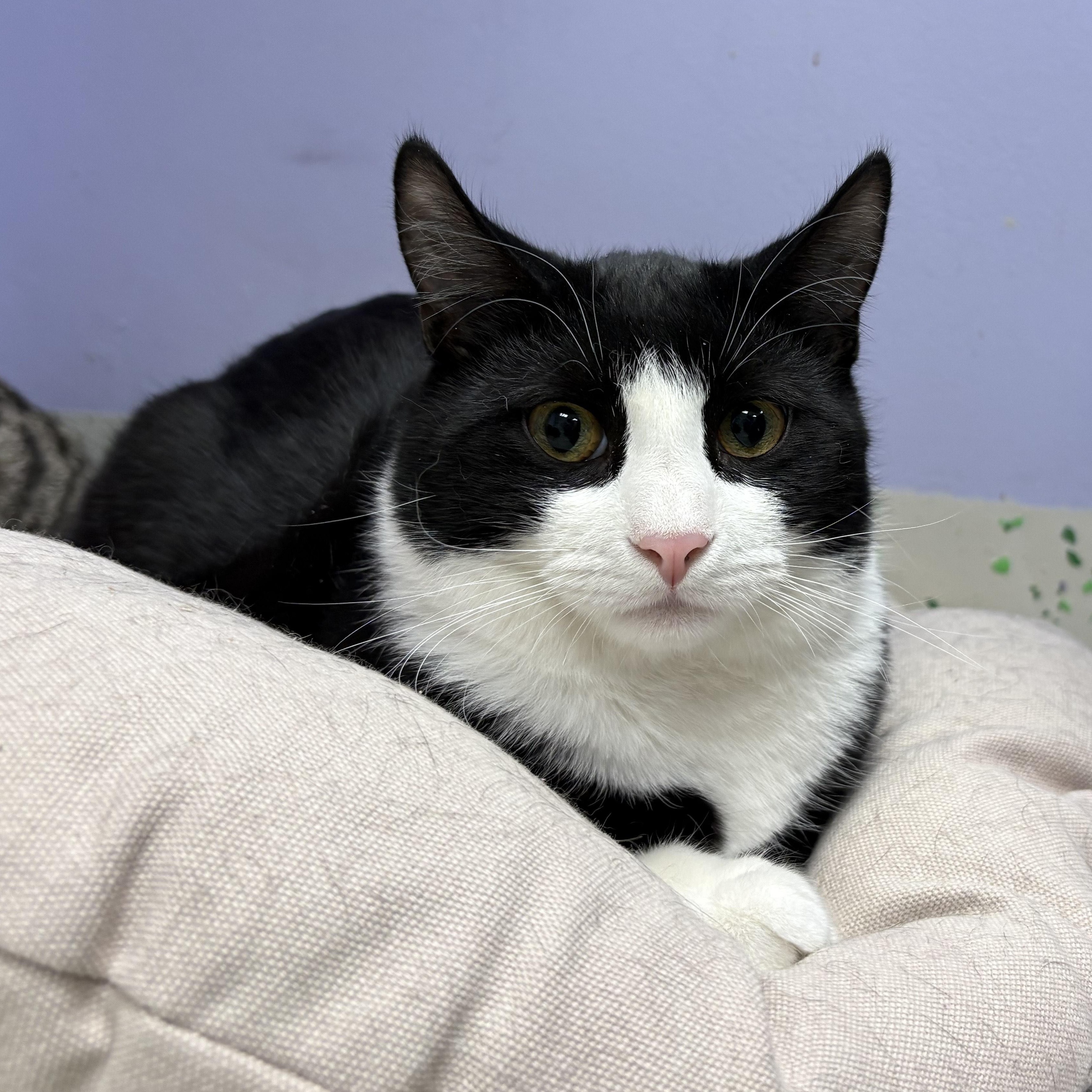 Olive, Adoptable, Young Male Domestic Short Hair.