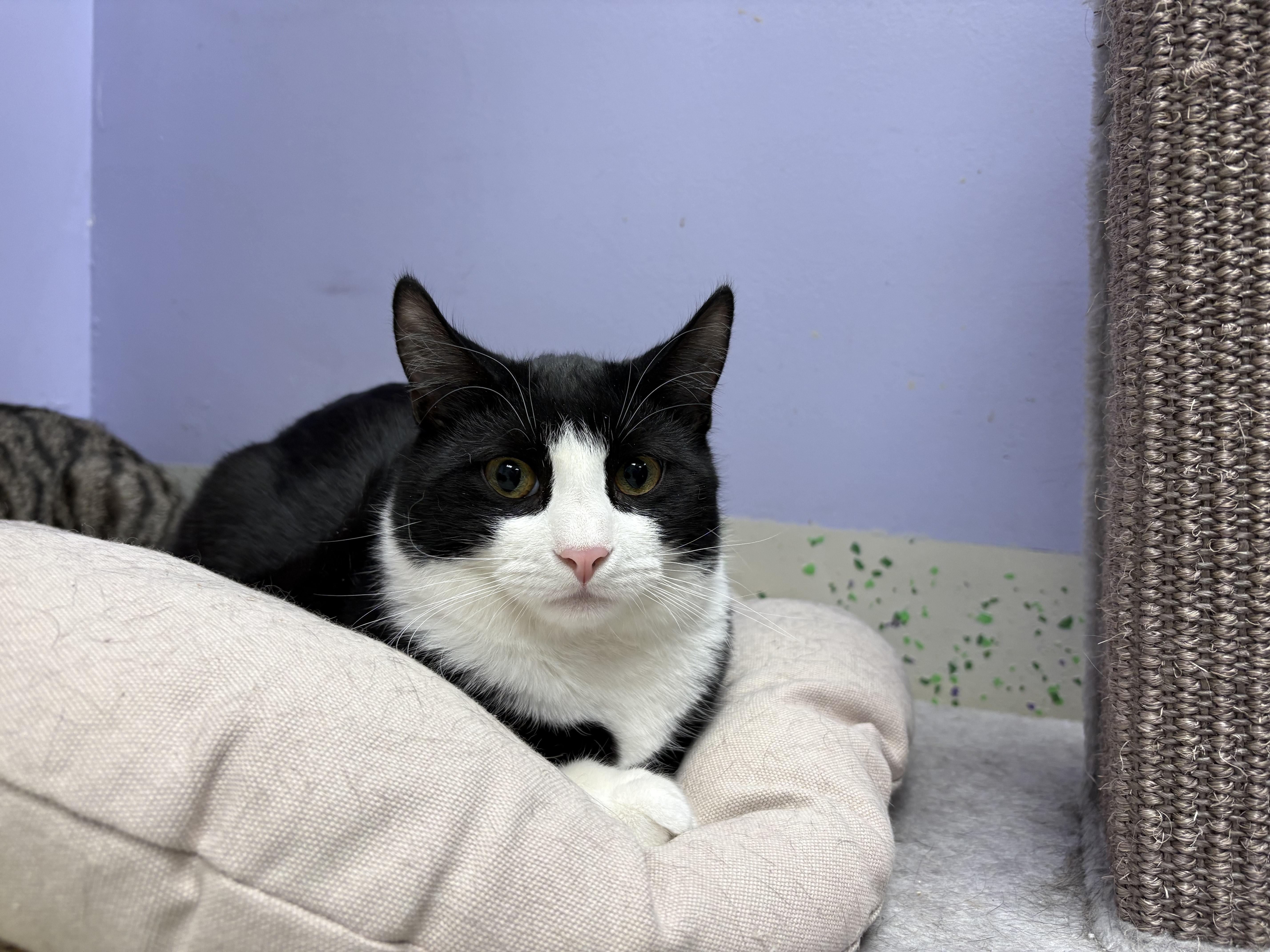 Enlarge Olive, a Adoptable Domestic Short Hair in Richboro, PA image 4/6